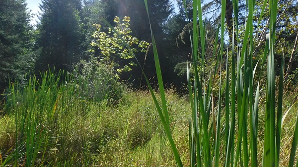 Reedcanarygrass2