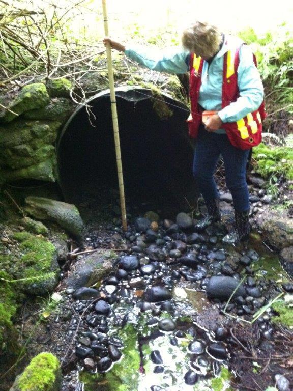 Volunteer assessing the culverts at Butler Road on Shelly Creek