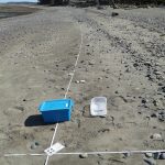 pic showing a transect for sand sample collection