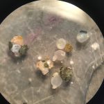 picture showing microscopic view of Pacific sand lance eggs