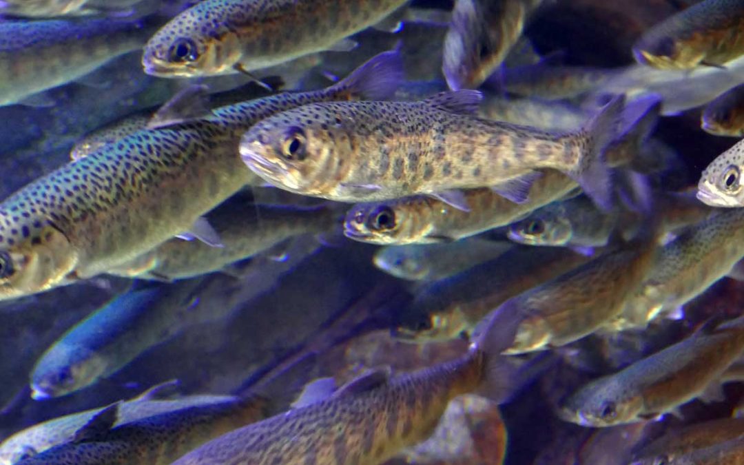 Coho Killer | 6PPD-Quinone and What’s Being Done About It