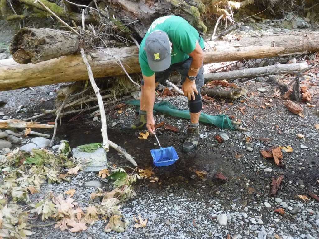 Coho salmon fry rescue