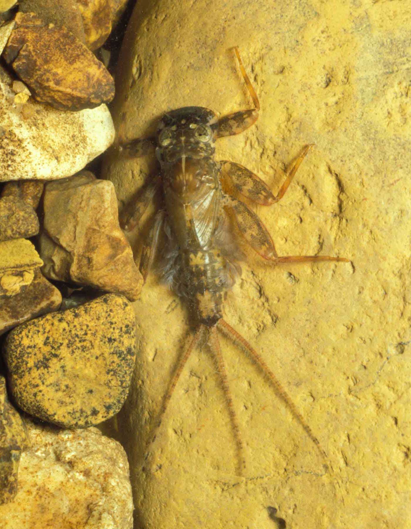 Description of image