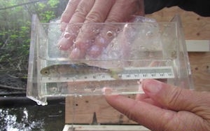 Coho Smolt